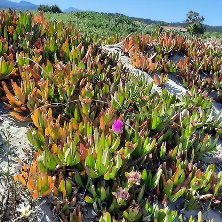 Location Les Pieds Dans L'eau, Aqua Linda A Poggio-mezzana Poggio Mezzana